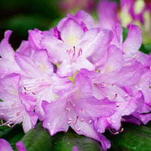 Load image into Gallery viewer, RHODODENDRON ROSEUM PINK (1 Gallon) rhododendron x 'Roseum Pink'