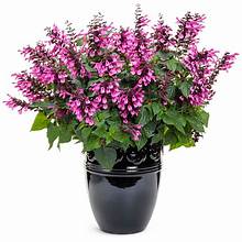 Salvia Unplugged Pink 4.5" (PW) (SHIPPED)