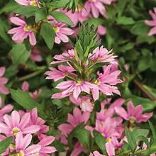 Scaevola Whirlwind Pink 4.5" (PW) (SHIPPED)