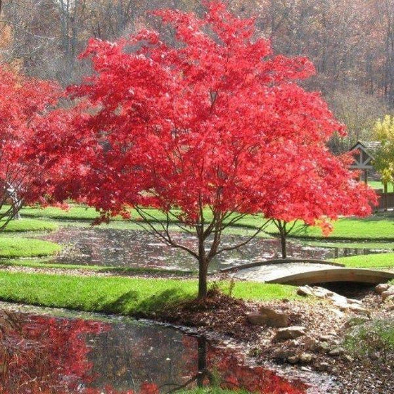 JAPANESE MAPLE LIONSHEAD (5 gallon) acer palmatum 'Shishigashira'