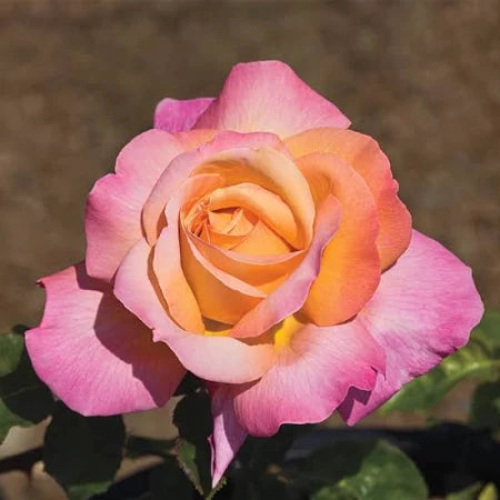HYBRID TEA ROSE PEACE (3 gallon)  Rosa hybrida 'peace'