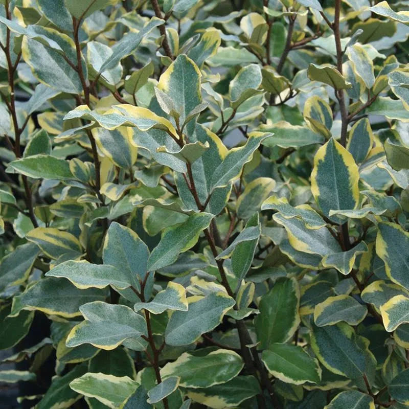 ELAEAGNUS OLIVE MARTINI (3 Gallon) elaeagnus x ebbingei