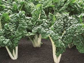 Swiss Chard Silverado (12-04 Pack) (Shipped)