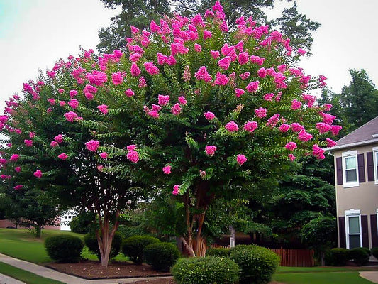 CRAPE MYRTLE SIOUX  (10') - lagerstroemia 'sioux'