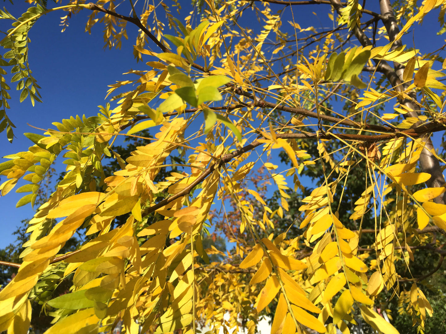 SKYLINE HONEYLOCUST (2" caliper) Gleditsia triacanthos inermis 'Skyline'