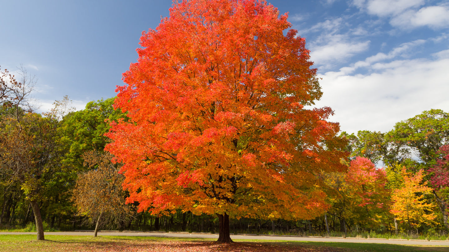 MAPLE SUGAR (1.5" caliper) - acer saccharum