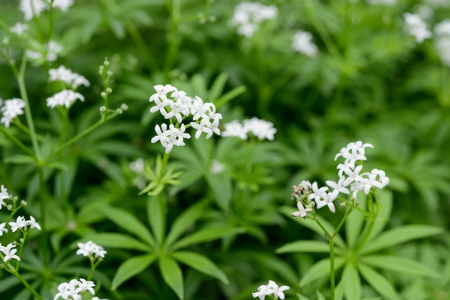 Galium odoratum 'sweet woodruff' (2.5" Premium)