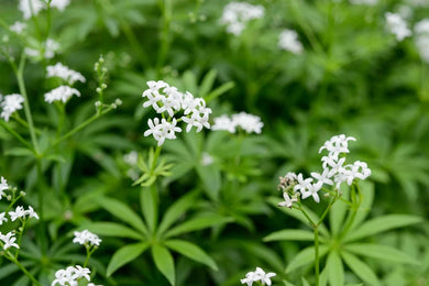 Galium odoratum 'sweet woodruff' (2.5