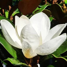 magnolia grandiflora ‘Teddy Bear’ MAGNOLIA TEDDY BEAR