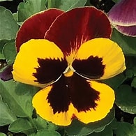 Pansy Matrix Yellow Red Wing