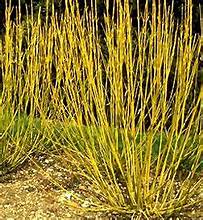 Yellow Twig Dogwood  (3 gallon)