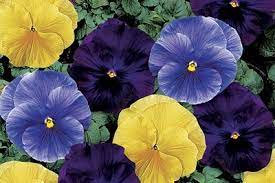 Pansy Delta TriColor Mix (4")