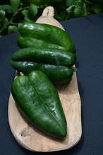 Pepper Hot Trident (3.5") (Shipped)