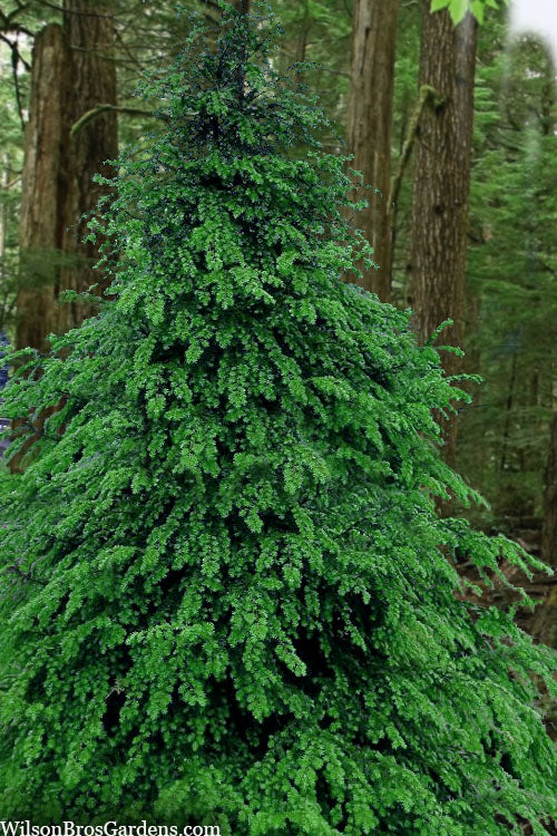 HEMLOCK TREE  (6') - tsuga canadensis