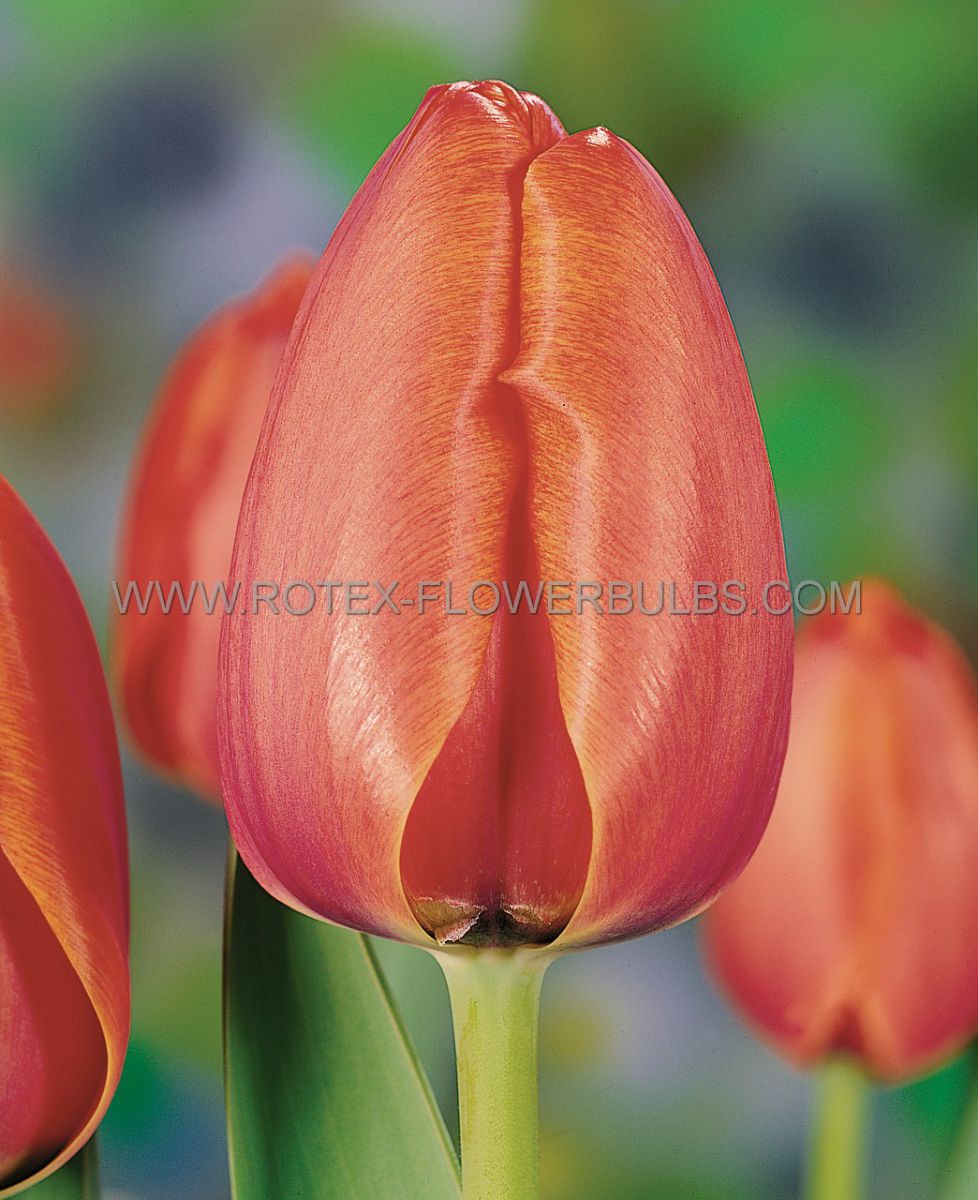 Bulb Tulip Apricot Impression