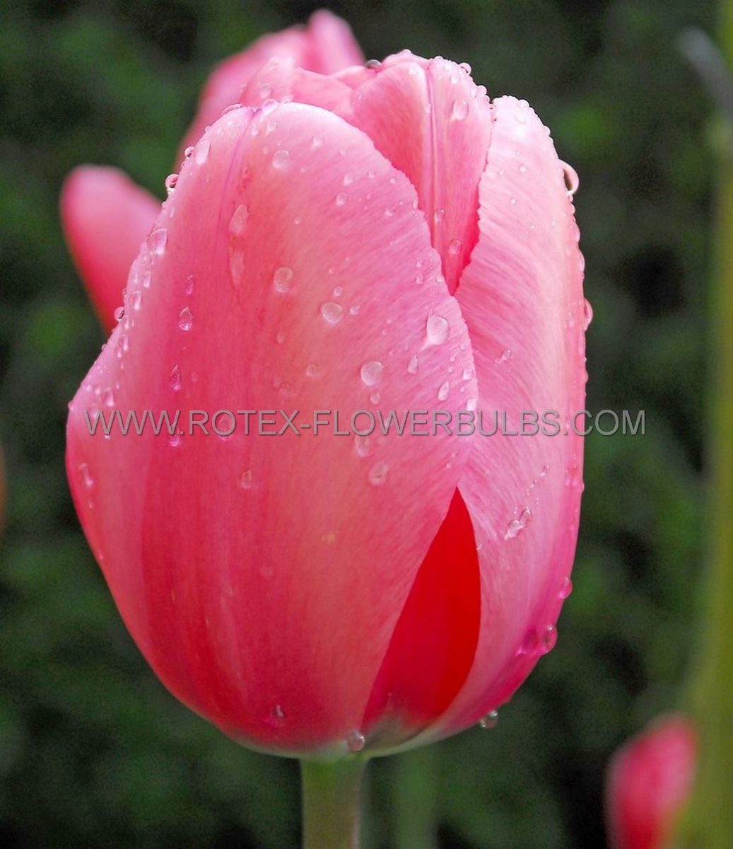 Bulb Tulip Pink Impression