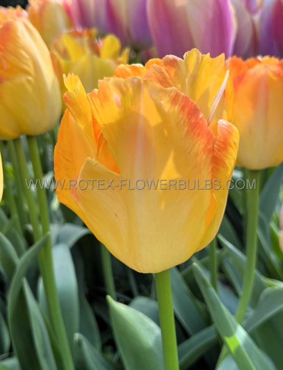 Bulb Tulip Yellow Pride