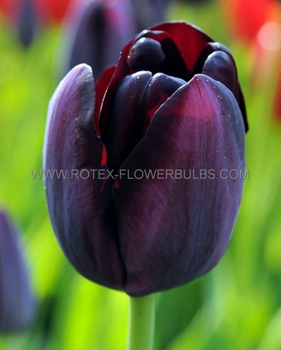 Bulb Tulip Queen of Night
