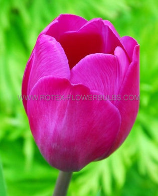 Bulb Tulip Blue Beauty
