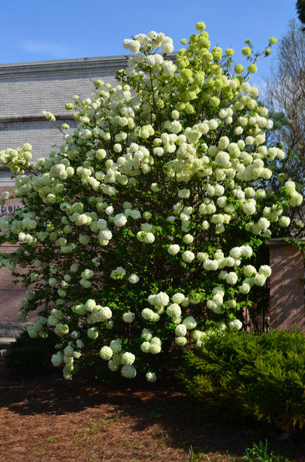 VIBURNUM EASTERN SNOWBALL BUSH (3 gallon) Viburnum opulus 'Roseum'