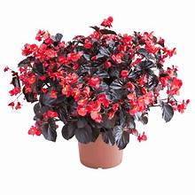 Begonia Viking Red on Chocolate (4.5" Pot)