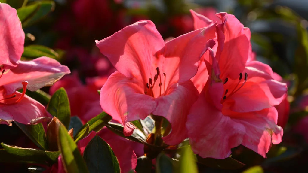 AZALEA FASHION (3 GALLON) azalea x 'Fashion'