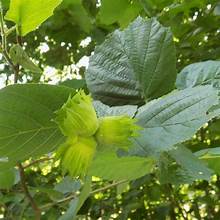 HAZELNUT WEPSTER (5 gallon)