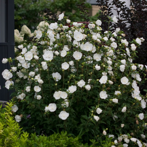 ALTHEA TREE WHITE CHIFFON (7 Gallon) hibiscus syriacus