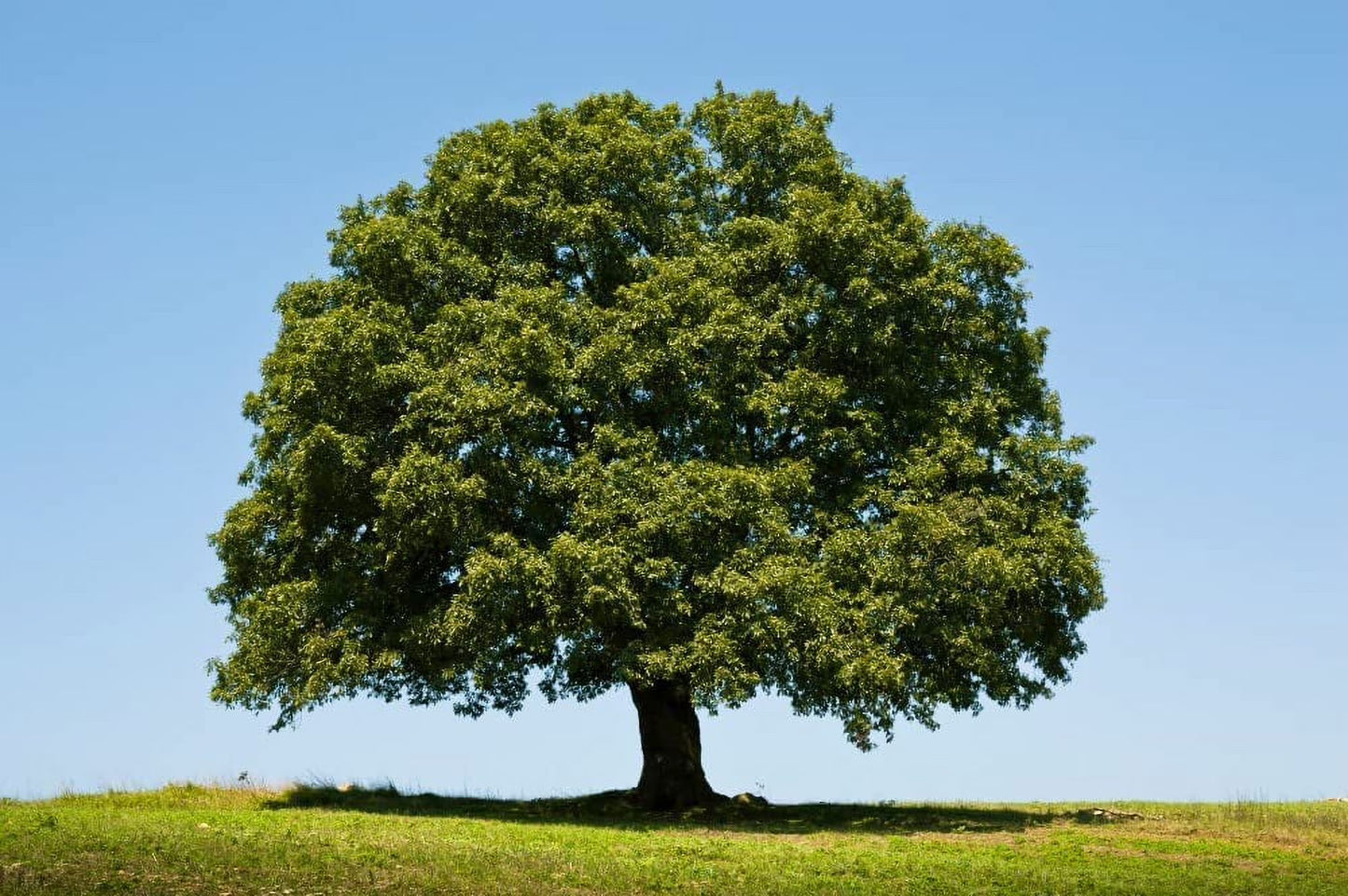 OAK WHITE (1.5" caliper) - quercus alba