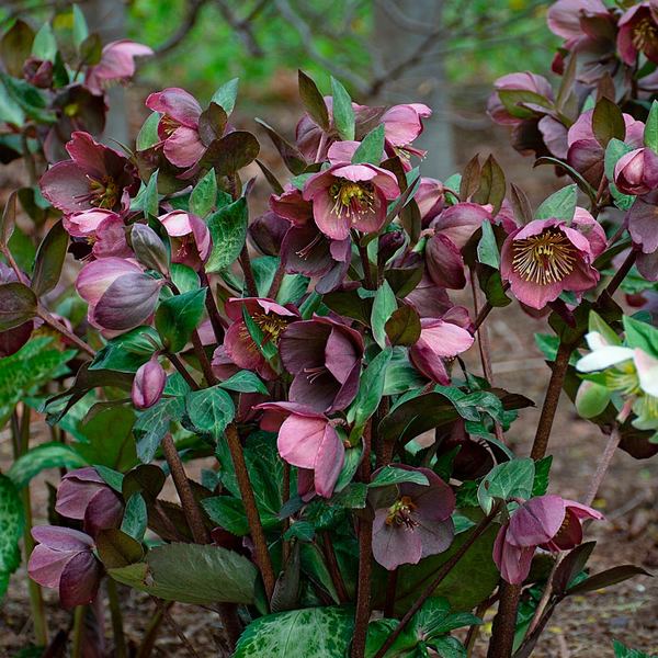 Pippa's Purple Frostkiss Helleborus Half Gallon - Purple-Pink