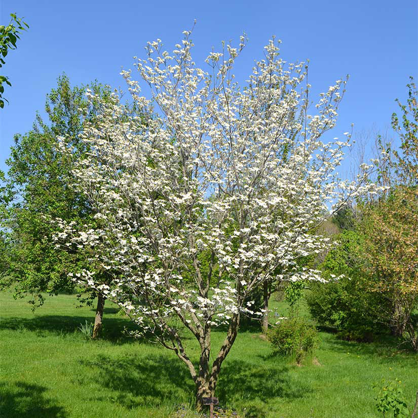 DOGWOOD WHITE FLOWERING cornus florida