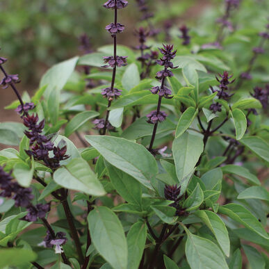 Basil Sweet Thai (4") (Shipped)