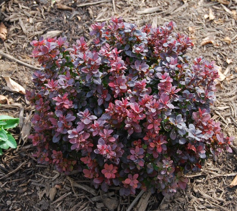 berberis thunbergii ‘concorde’ CONCORDE BARBERRY