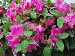 azalea x ‘encore’ AUTUMN SANGRIA