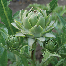 Load image into Gallery viewer, Artichoke Green Globe (8&quot;)