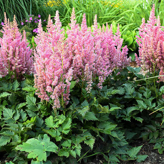 Astilbe Visions Pink