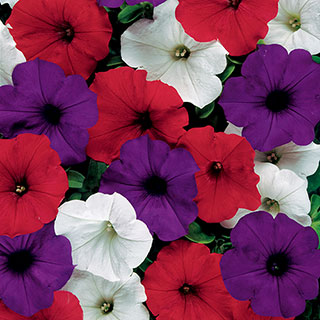 Petunia Easy Wave Flag Mix (Shipped)