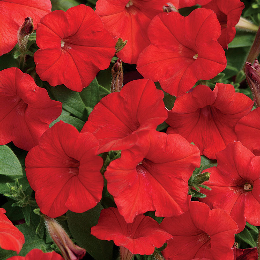 Petunia Easy Wave Red (Shipped)
