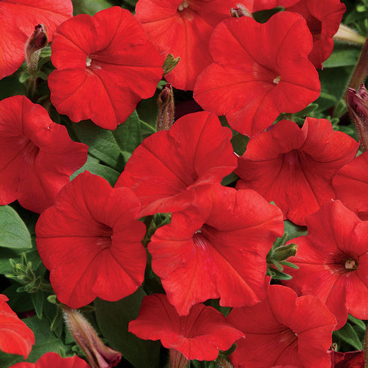 Petunia Easy Wave Red (Shipped)