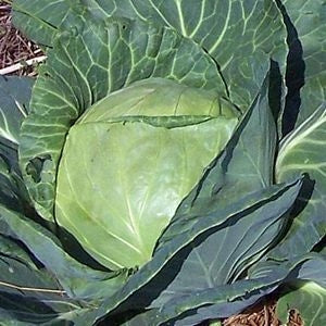 Cabbage Late Flat Dutch (12-04 Pack) (Shipped)