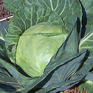 Cabbage Late Flat Dutch (12-04 Pack)