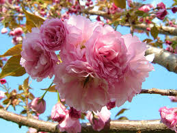 prunus serrulata ‘Kwanzan’ KWANZAN FLOWERING CHERRY