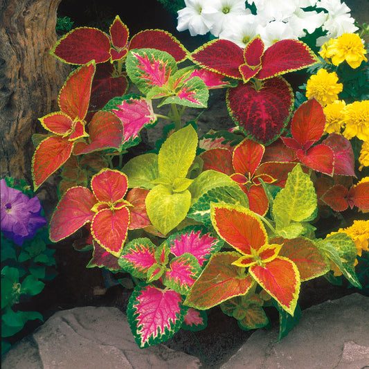 Coleus Wizard Select Mix (6-06 Pack) (Shipped)