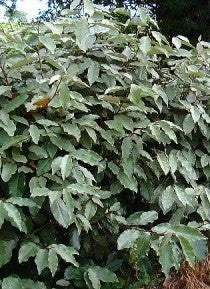 elaeagnus x ebbingei  Elaeagnus Ebbingei