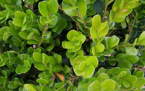 buxus microphylla koreana x ‘wintergreen’  WINTERGREEN KOREAN BOXWOOD