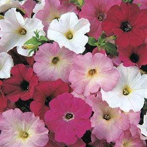 Petunia Madness Merlot Mix (6-06 Pack)