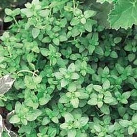 Thyme English (4") (Shipped)