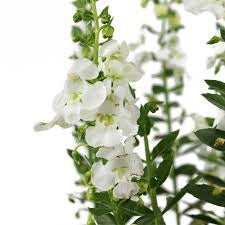 Alonia Big Snow Angelonia