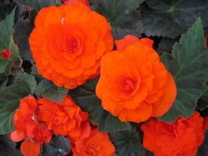 Begonia Mocca NonStop Orange (4.5" Pot)