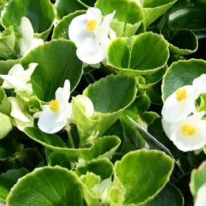 Begonia Ambassador White (Green Leaf) (6-06 Pack)